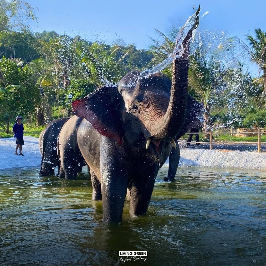 Rescued elephants roaming freely in the forested grounds of a Thai wildlife sanctuary