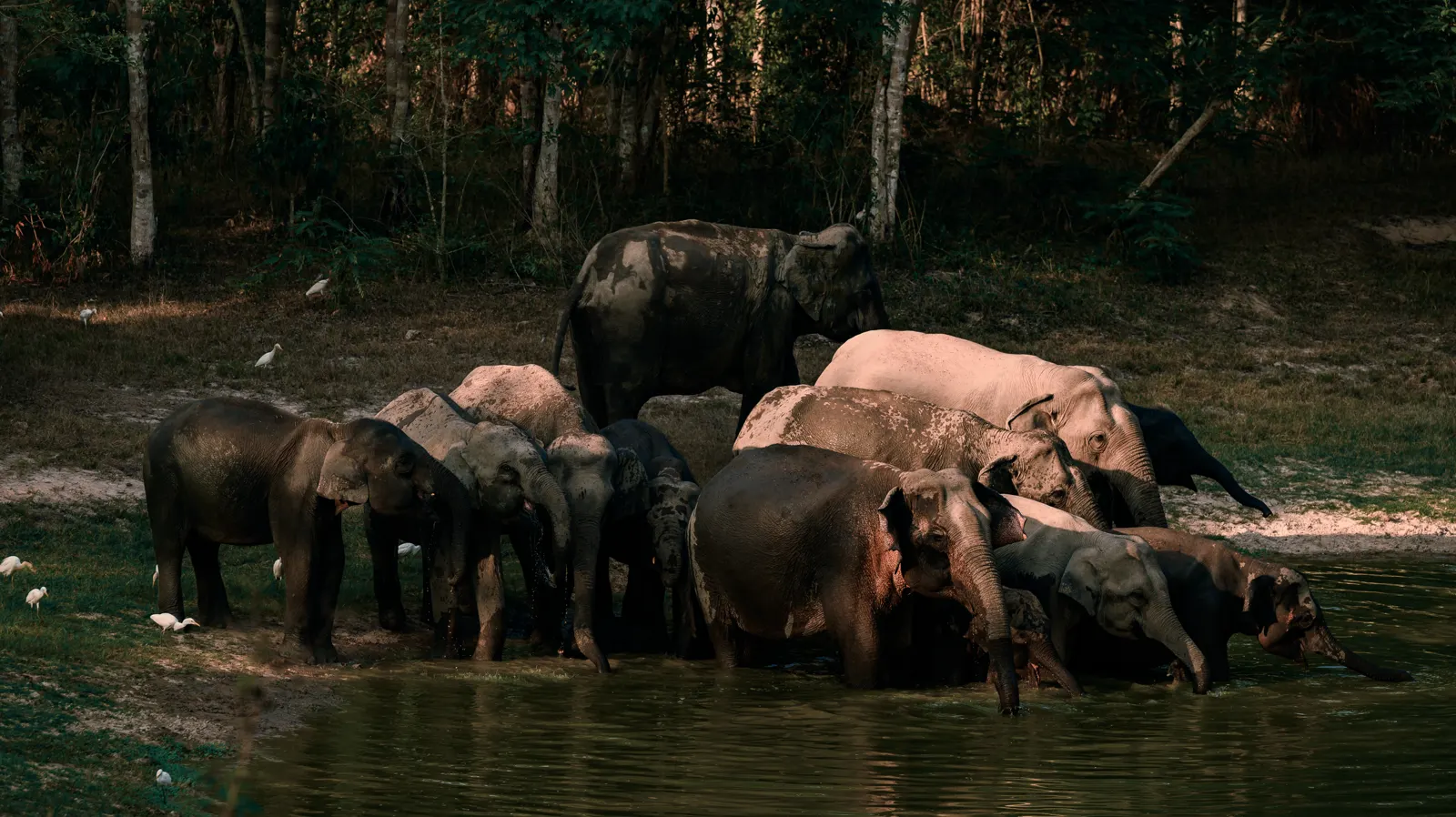 Wild elephants in Kui Buri National Park, not a sanctuary near Pattaya
